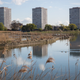 Block of flats, flock of birds. Image: Rob Stothard/Getty Images